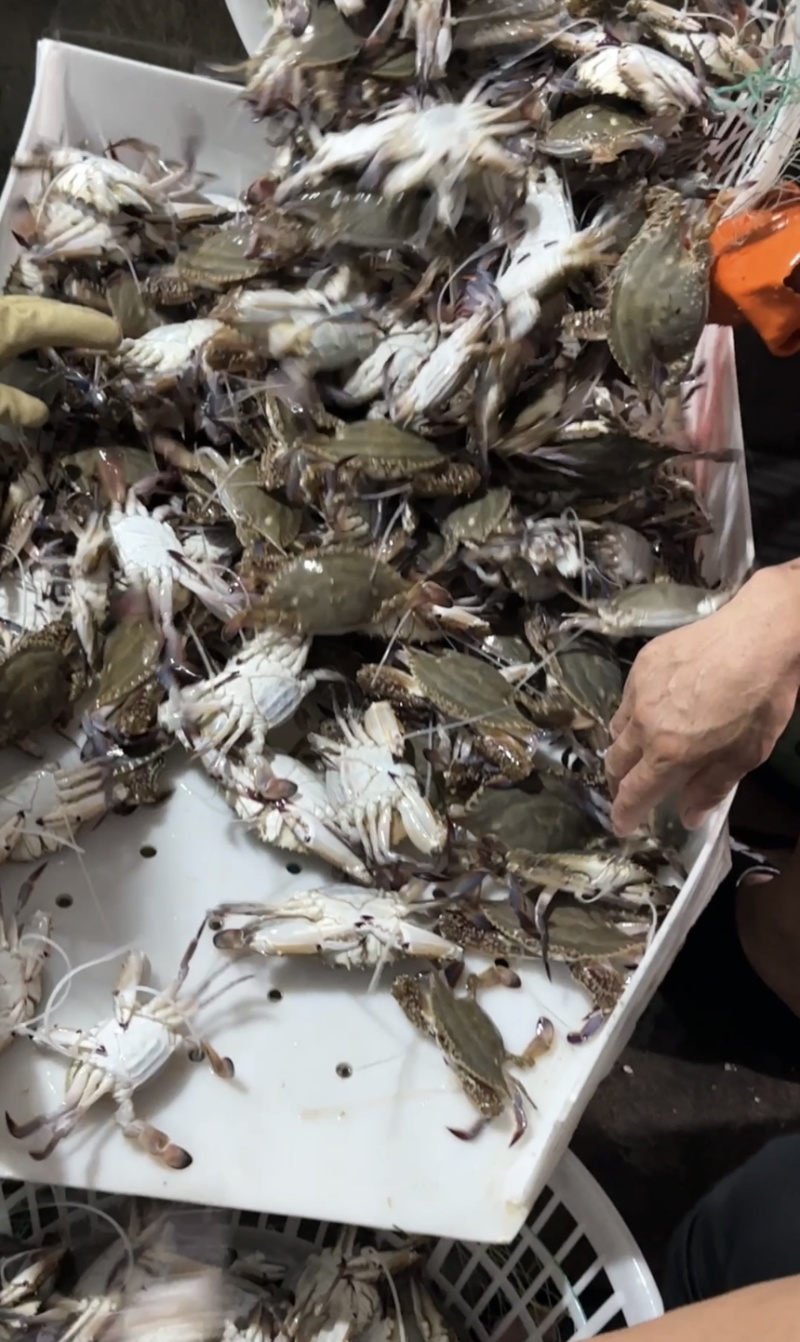 鲜活小螃蟹，团购，餐饮自助餐专用货，二两左右，肥度好