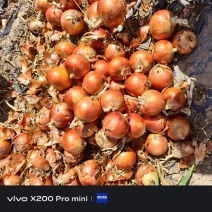 甘肃产地一手货源金科七号黄洋葱个头皮色**