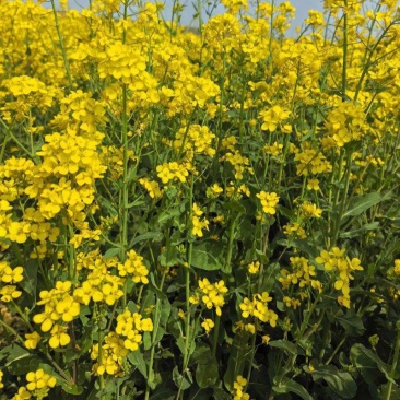 中双11号油菜种子高产抗病高出油好机收油菜籽种籽大田基地