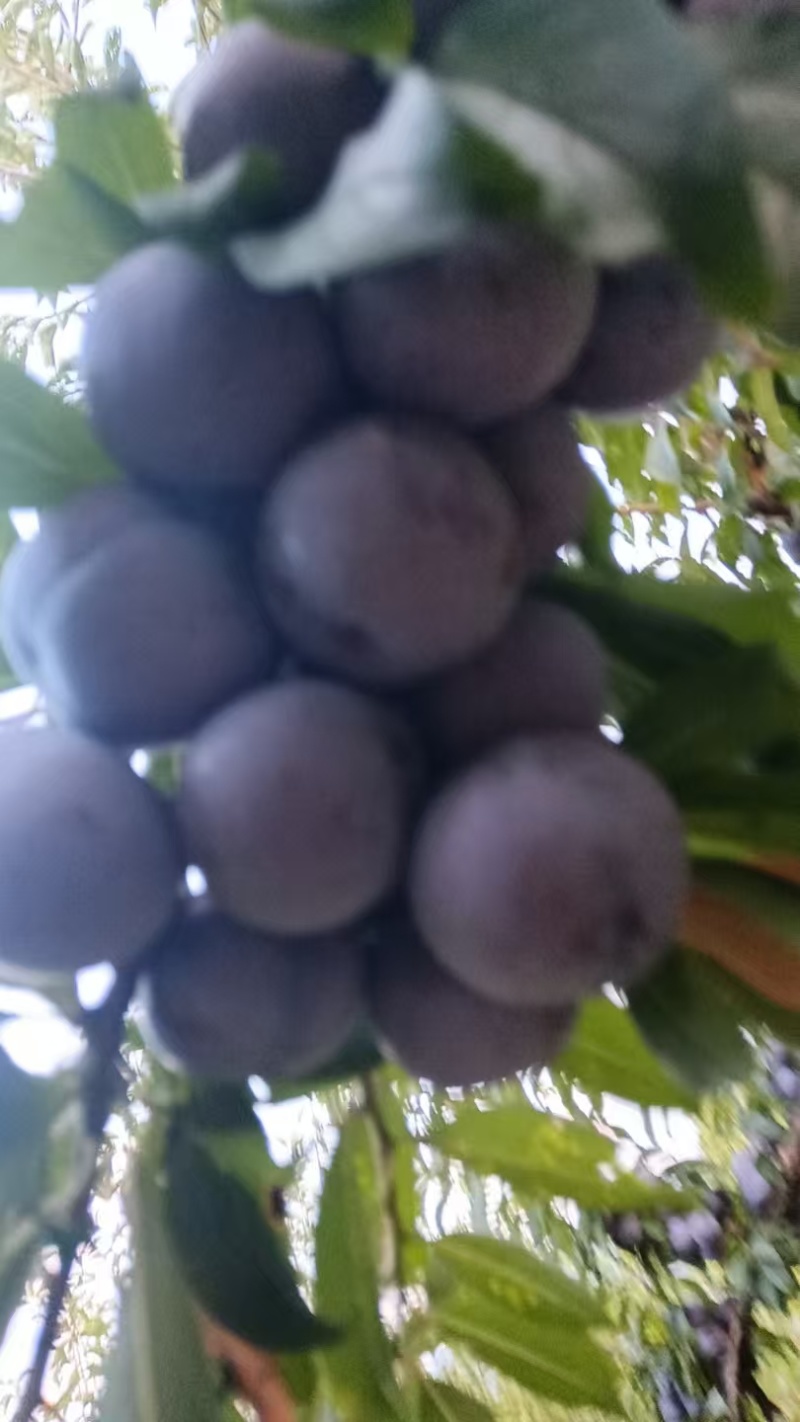 叙永县赤水河，晚熟脆红李
