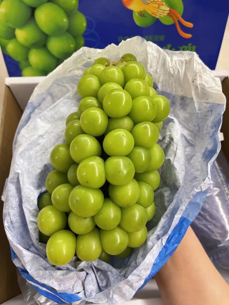 精品阳光玫瑰葡萄，全国供应，品质保证，对接电商商超，诚信