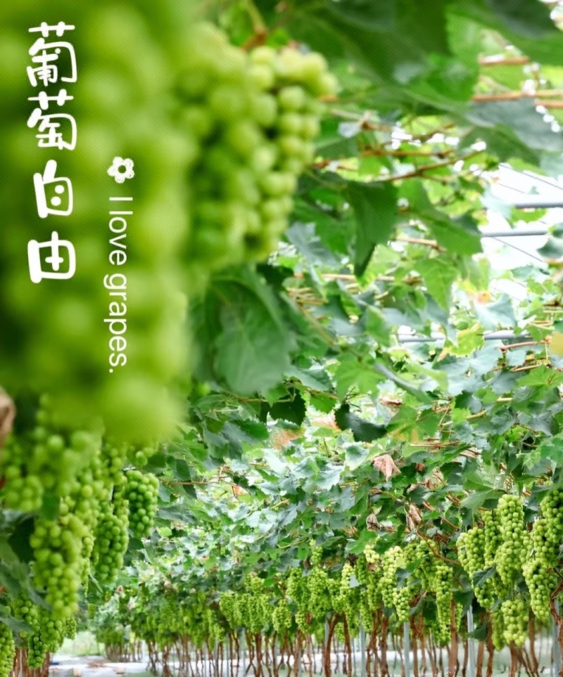 精品阳光玫瑰葡萄，全国供应，品质保证，对接电商商超，诚信