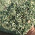 益母草，2025年新货，批发零售，量大优惠。