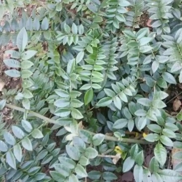 山豆根干货