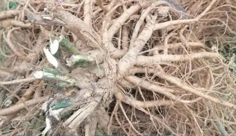 山豆根干货