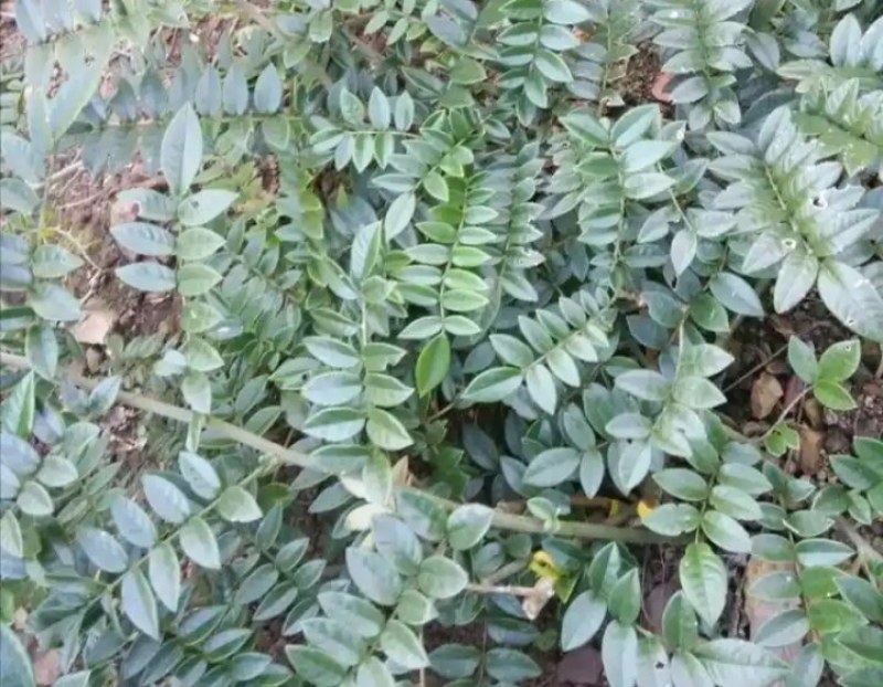 山豆根干货