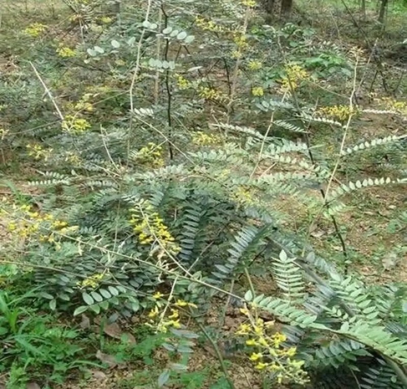 山豆根干货