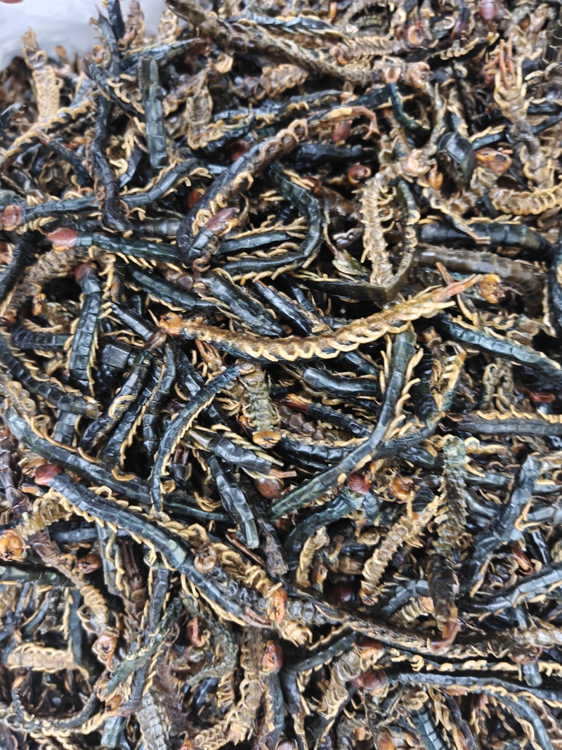 蜈蚣干产地湖北一手货源蜈蚣皮无竹签新货选关书药业