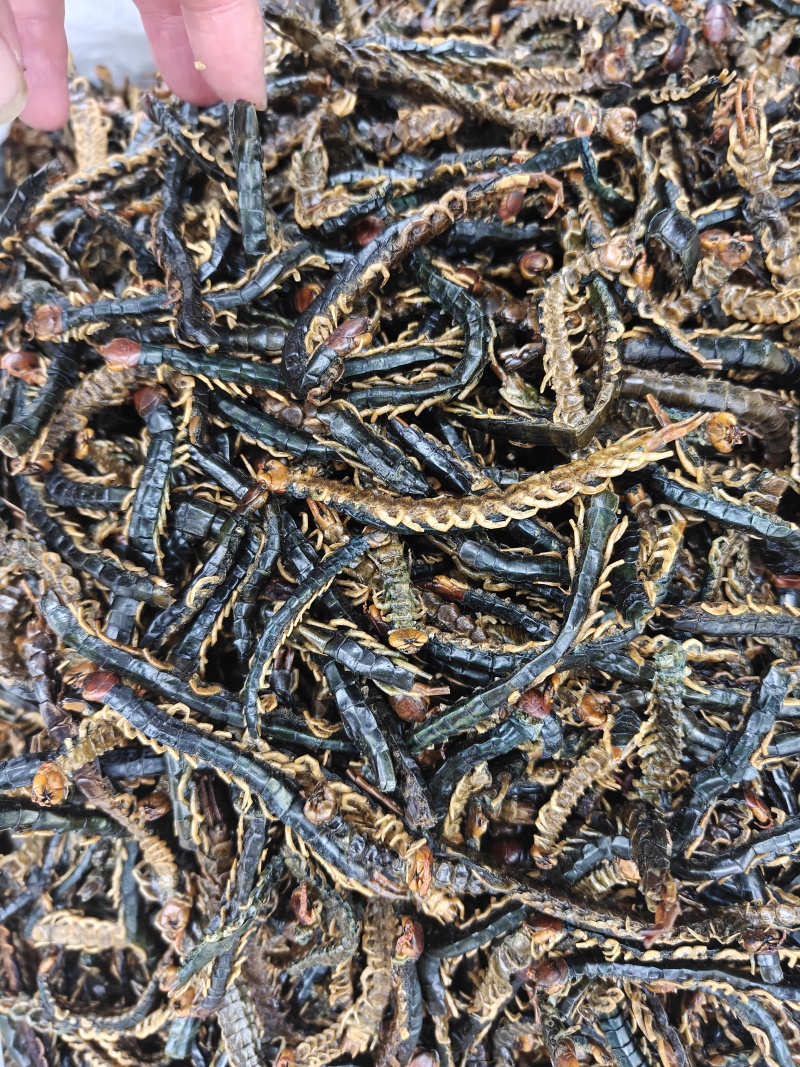 蜈蚣干产地湖北一手货源蜈蚣皮无竹签新货选关书药业