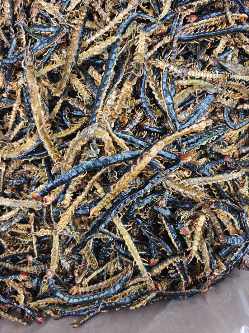 蜈蚣干产地湖北一手货源蜈蚣皮无竹签新货选关书药业