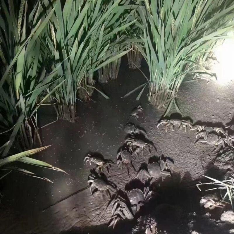盘锦河蟹老头蟹产地直发各种规格齐全品质保障