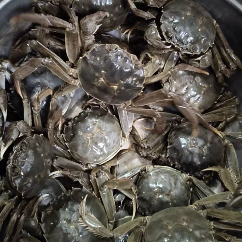 盘锦稻田蟹产地一手货源各种规格大量批发直供餐饮团购