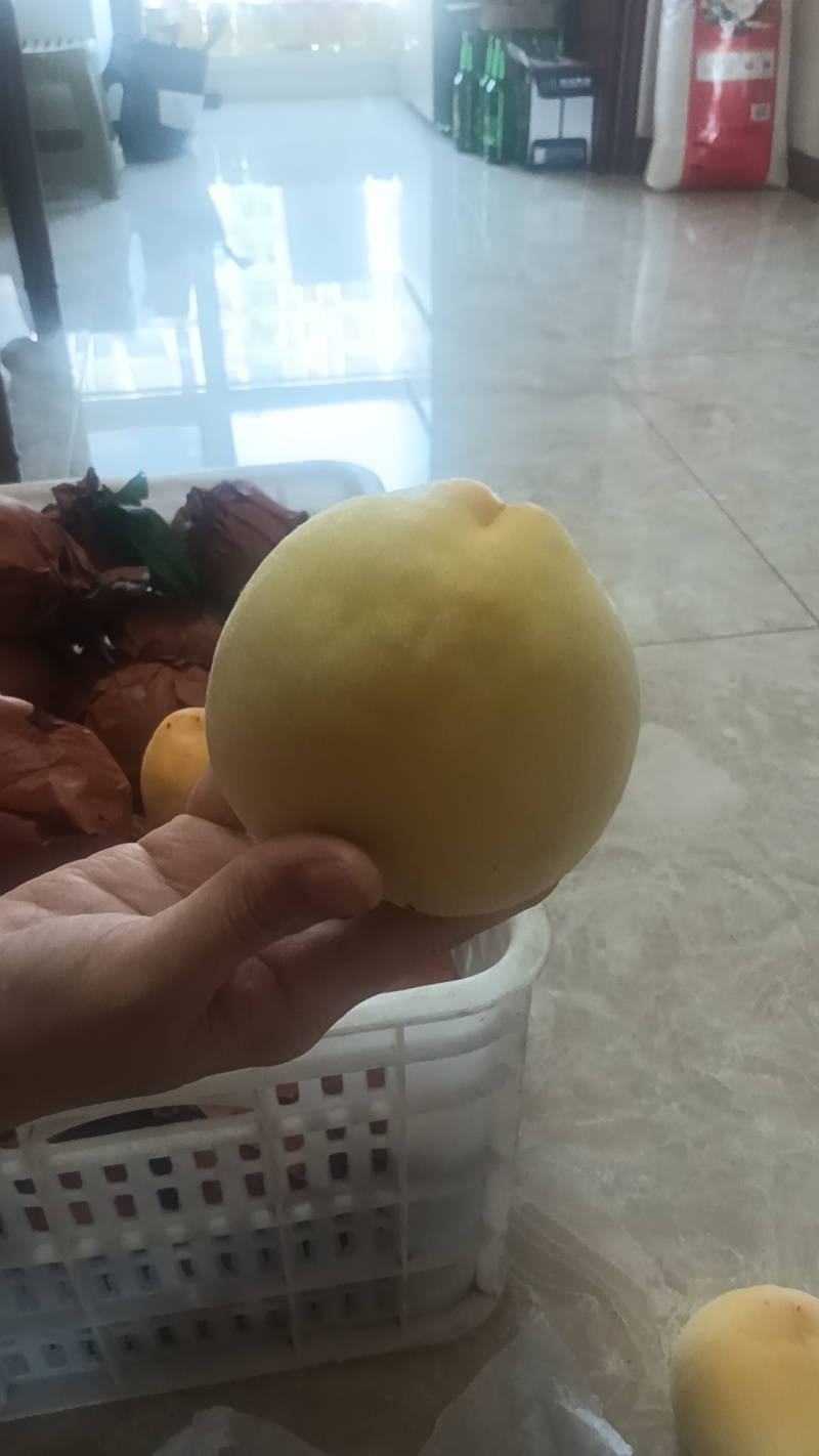 秦皇岛黄金水密桃