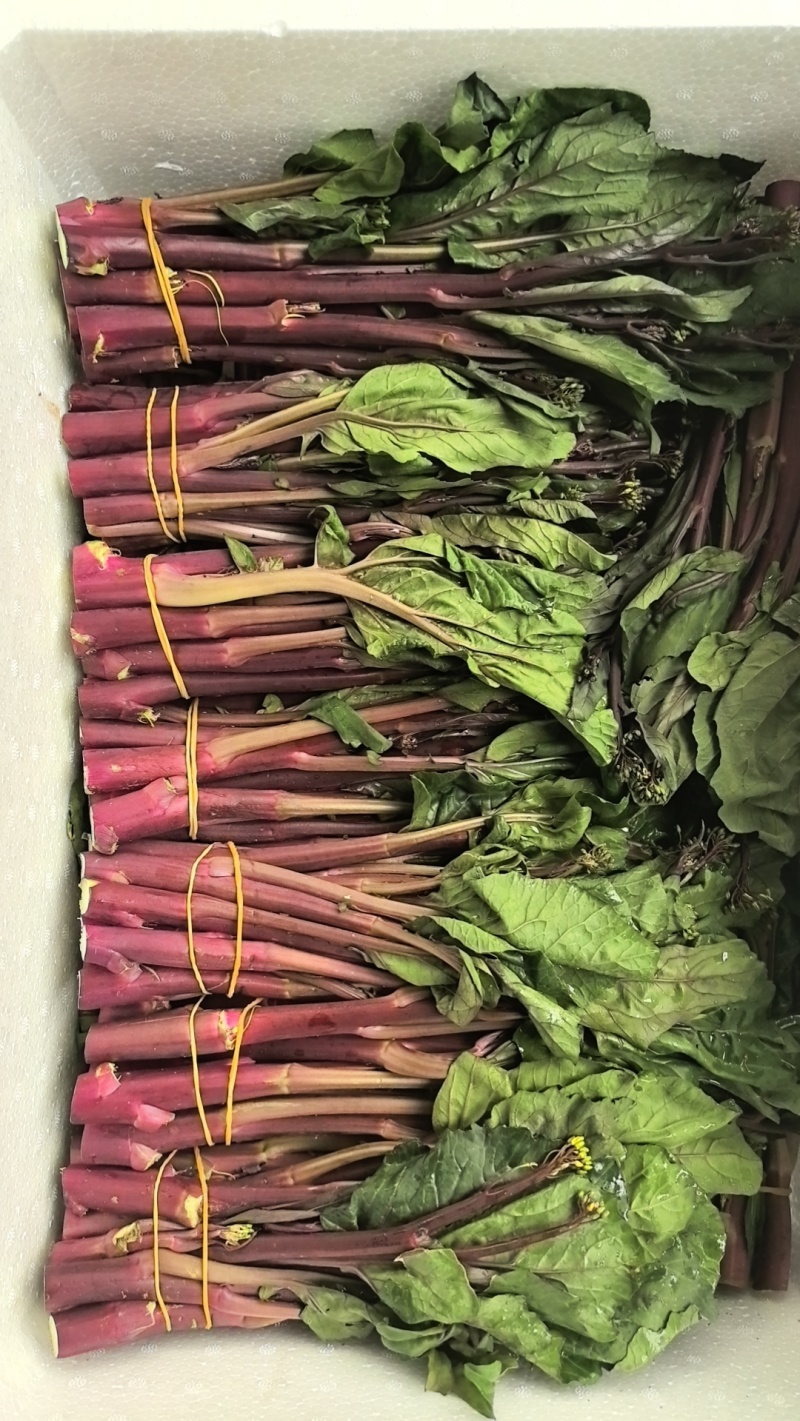 青海红菜苔上市量大