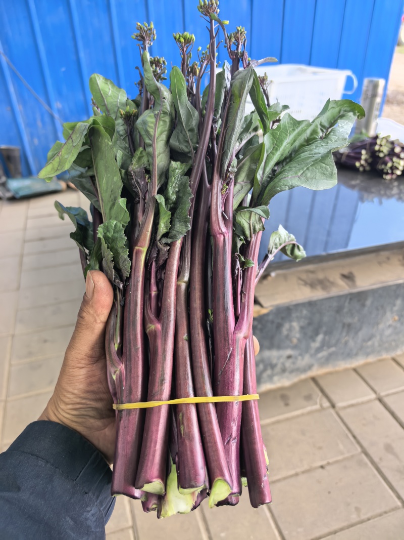 青海红菜苔上市量大