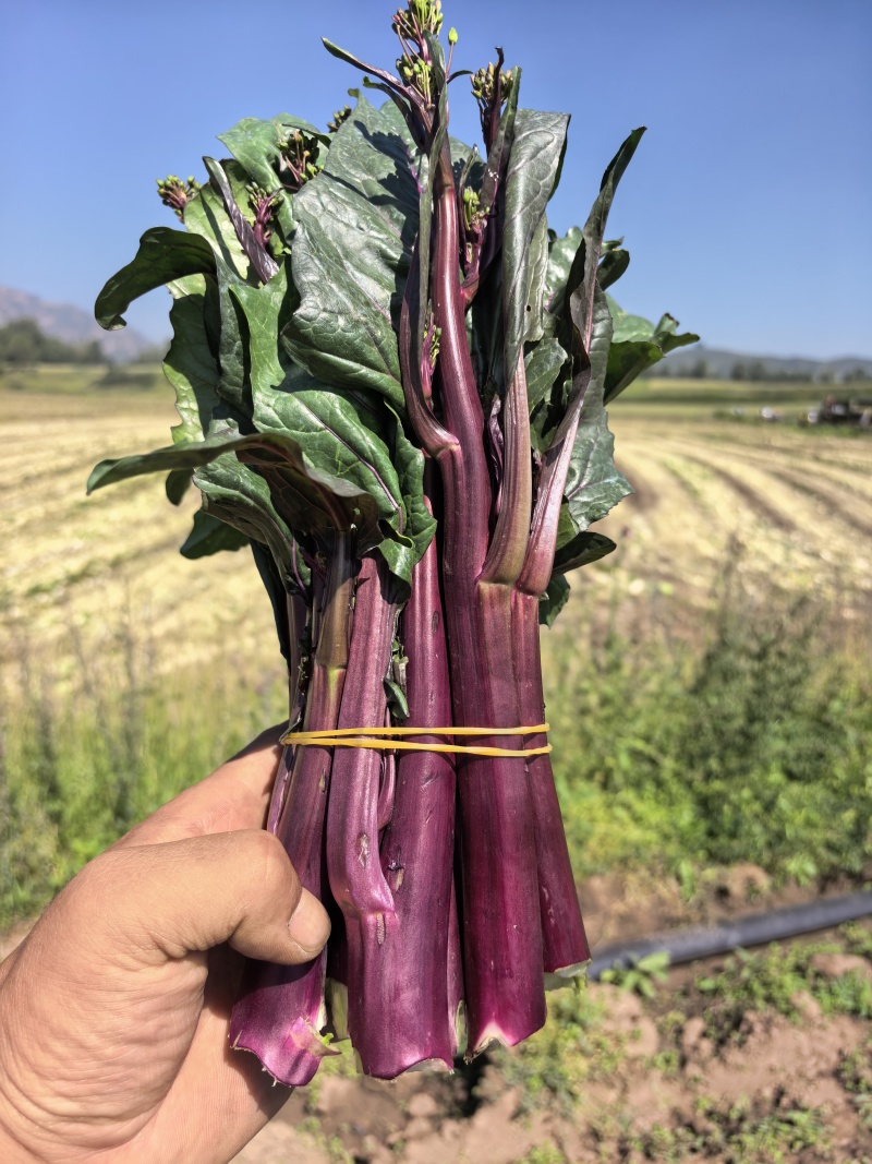 青海红菜苔上市量大