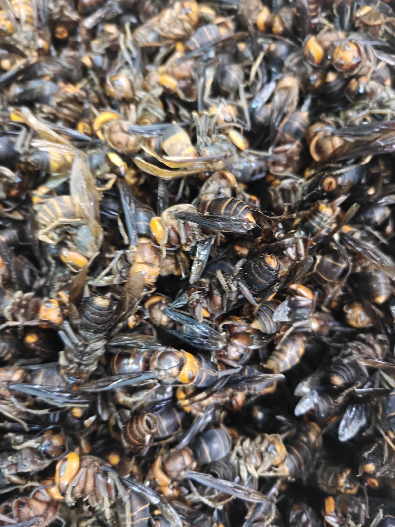 《竹蜂》中药材竹蜂选新货，关书药业批发中药材规格齐全