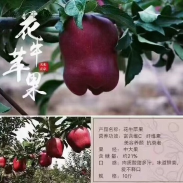 天水花牛苹果