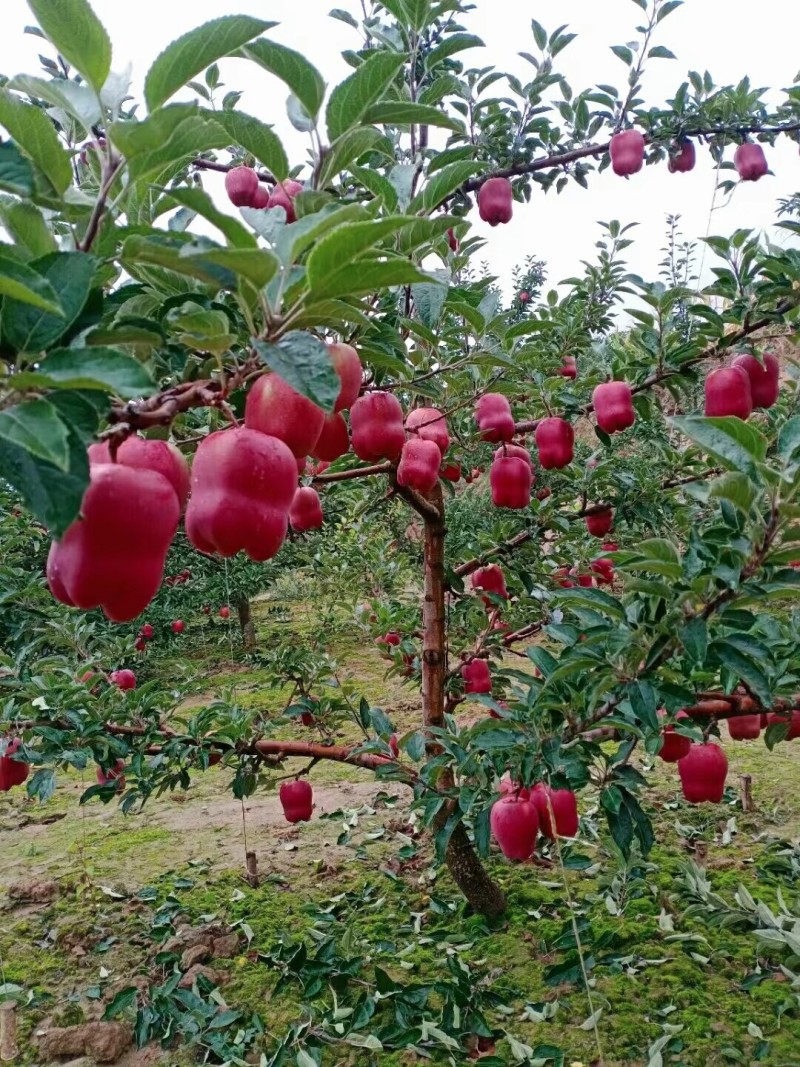 天水花牛苹果