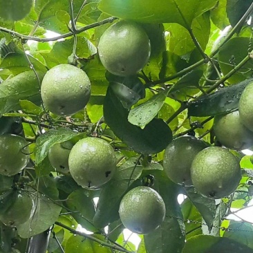 靖西百香果