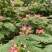 红花合欢苗观赏绿化药用种植量大优惠规格齐全