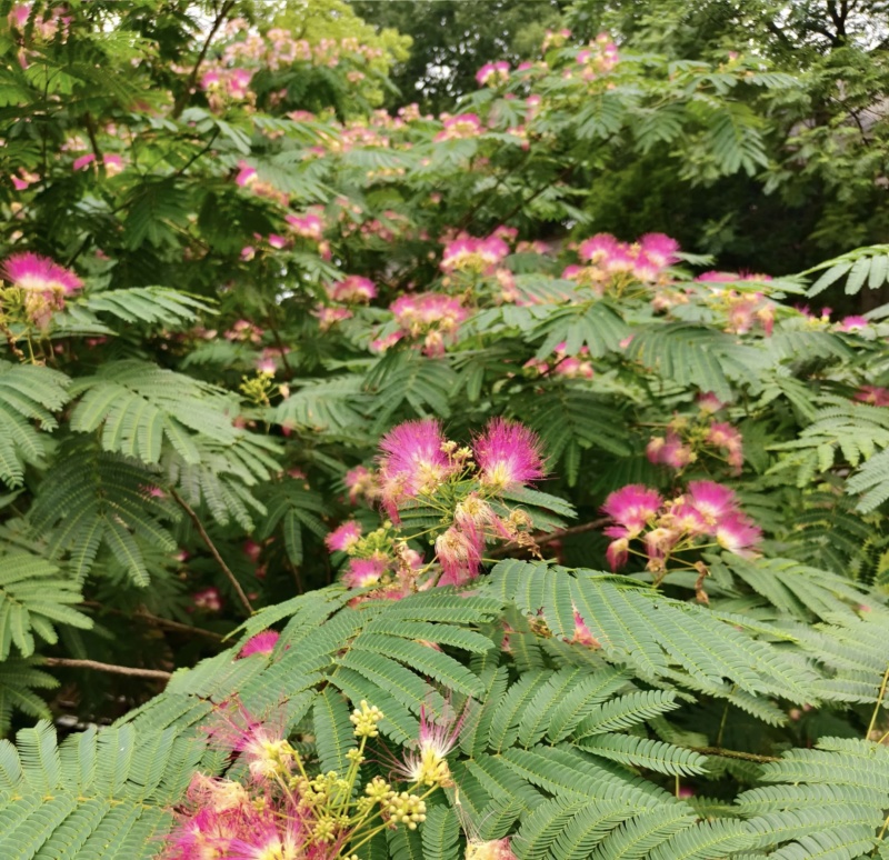 红花合欢苗观赏绿化药用种植量大优惠规格齐全