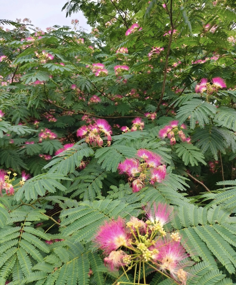 红花合欢苗观赏绿化药用种植量大优惠规格齐全