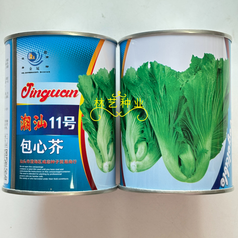 潮汕11号包心芥菜种子清香脆嫩大棵高产抗病商品性佳
