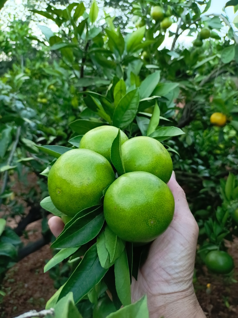 丹江口蜜橘