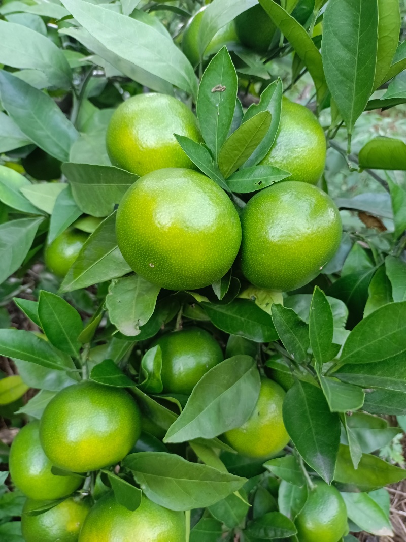 丹江口蜜橘