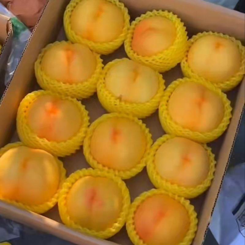 黄油桃固安
