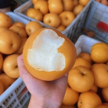 山东梨正宗秋月梨皮薄肉多口感脆甜支持发货全国电商货
