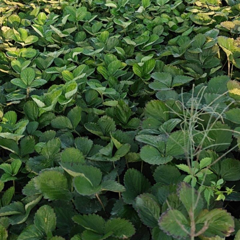 天仙醉草莓苗