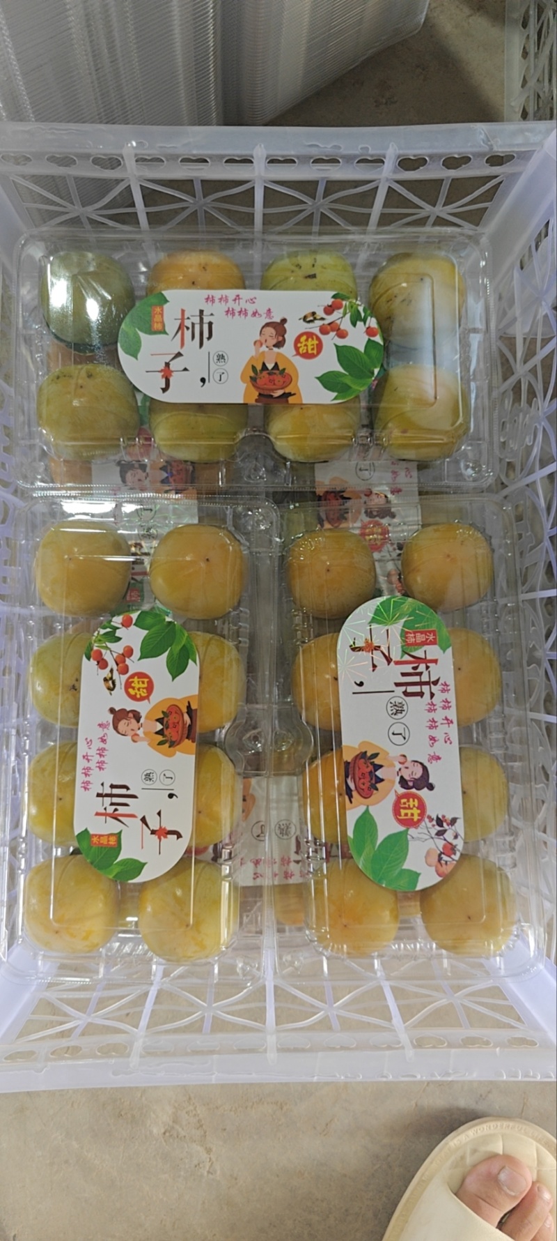 七月黄柿子礼盒装