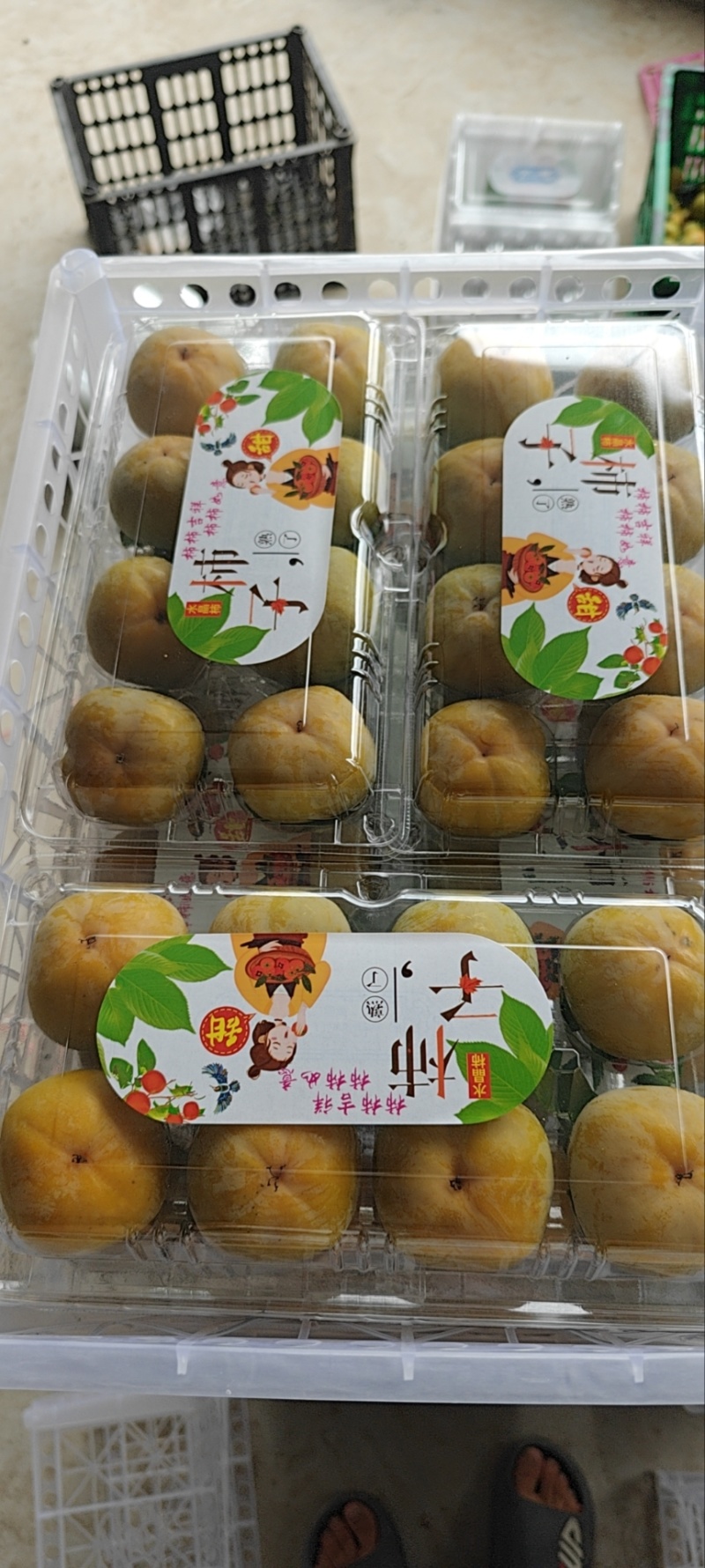 七月黄柿子礼盒装