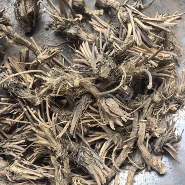 防风毛头