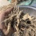 防风毛头