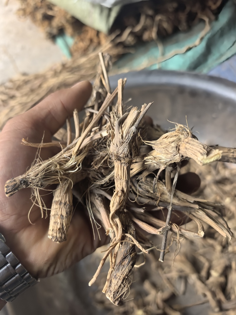 防风毛头