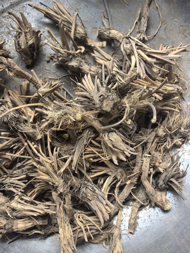 防风毛头