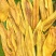 攀枝花芒果干