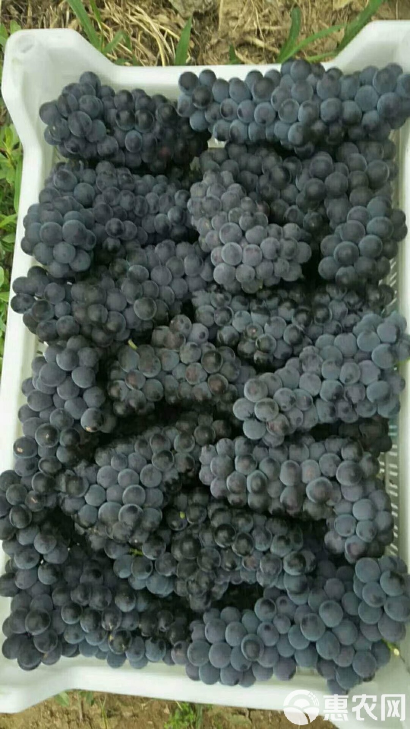 出售3毛一斤康贝葡萄