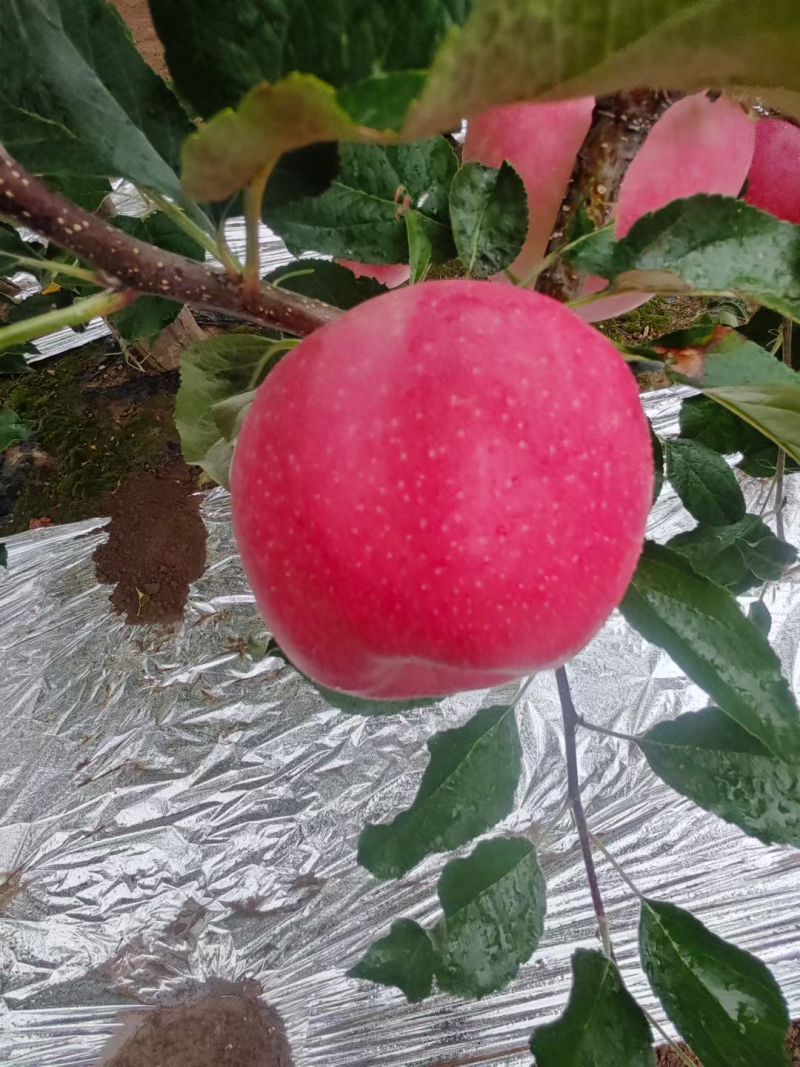 嘎啦苹果