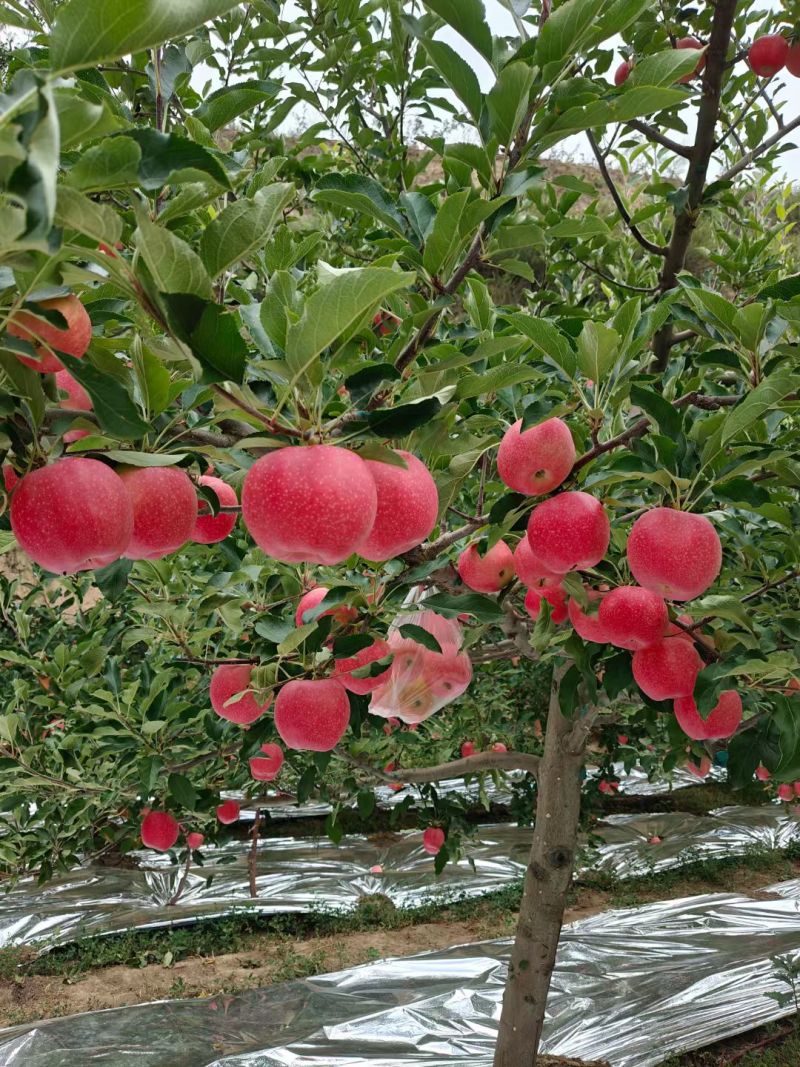 嘎啦苹果