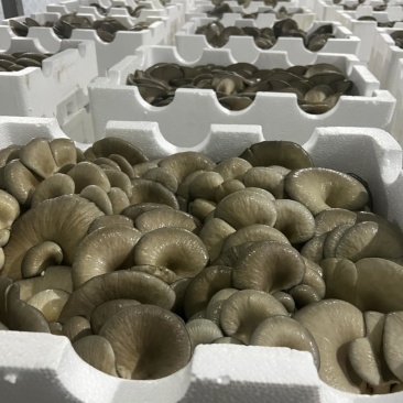 平菇，鲜平菇，基地直供，每日现货，可发全国，价格有优势。