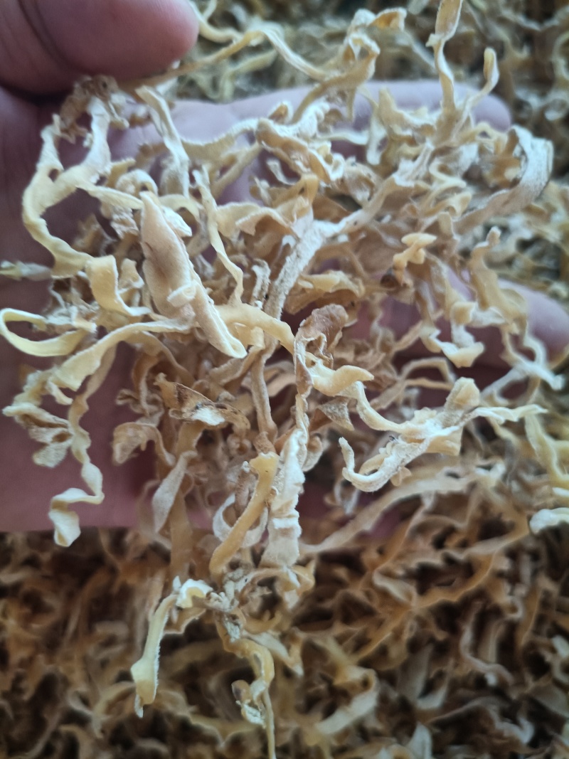 白木耳玉木耳丝大白木耳丝竹耳丝竹肚菌丝白木耳丝木耳丝加工