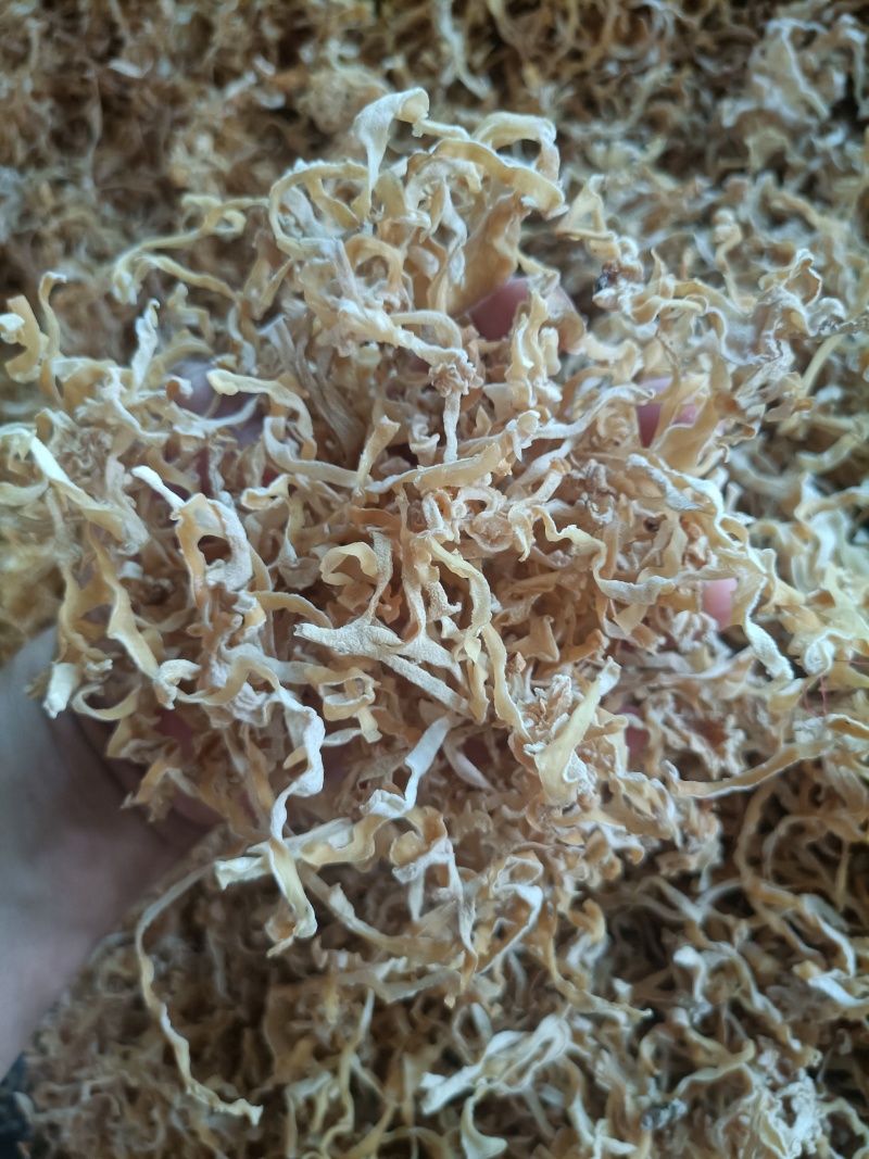 白木耳玉木耳丝大白木耳丝竹耳丝竹肚菌丝白木耳丝木耳丝加工