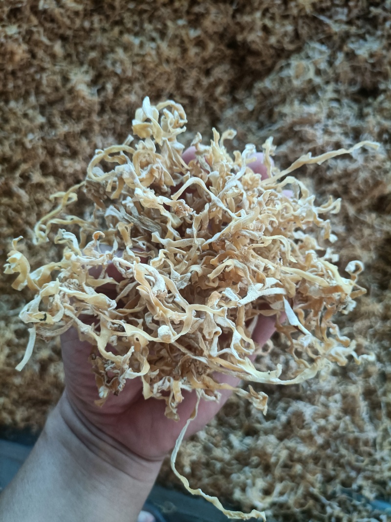 白木耳玉木耳丝大白木耳丝竹耳丝竹肚菌丝白木耳丝木耳丝加工