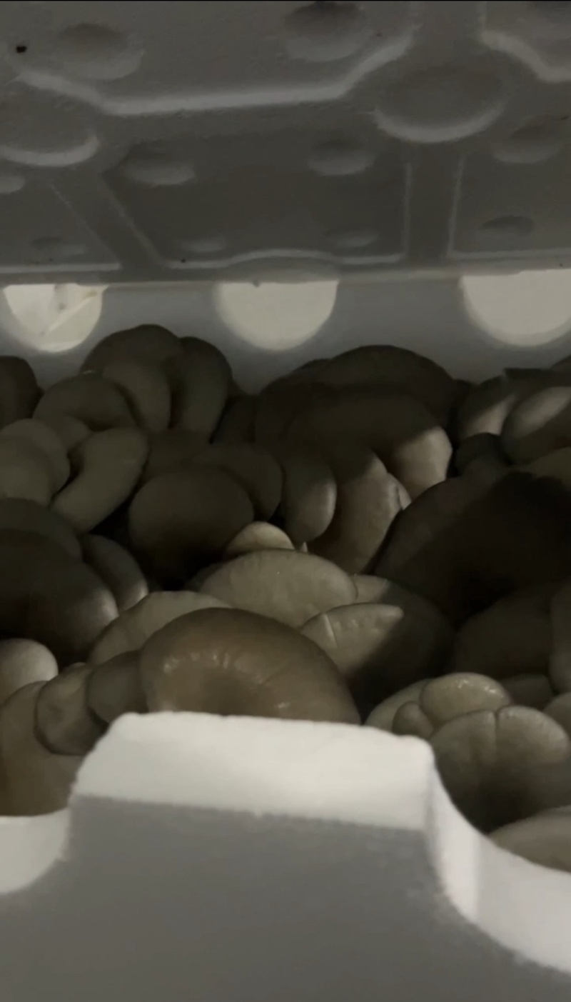 平菇，鲜平菇，基地直供，每日现货，可发全国，价格有优势。