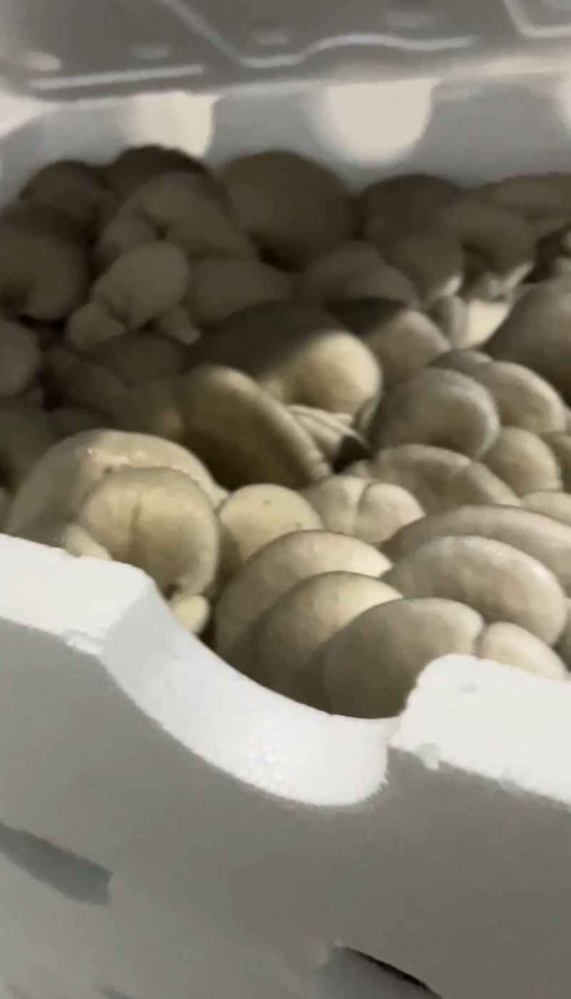 平菇，鲜平菇，基地直供，每日现货，可发全国，价格有优势。