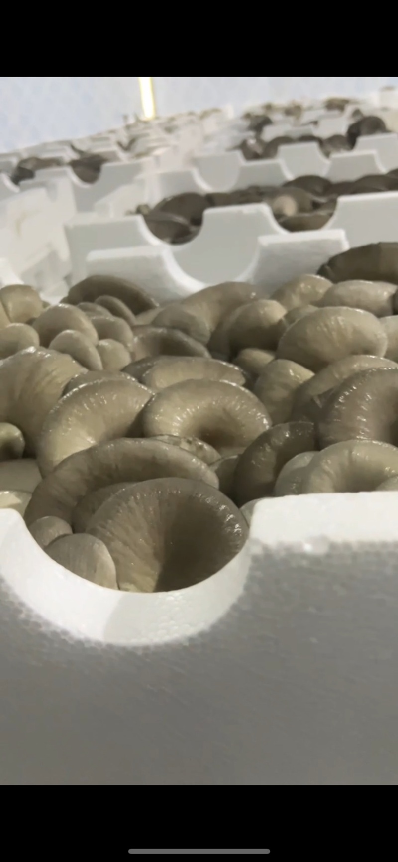 平菇，鲜平菇，基地直供，每日现货，可发全国，价格有优势。